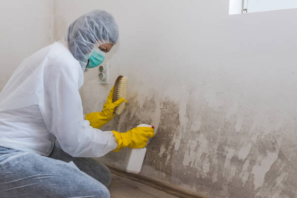 Best Asbestos and Lead Testing During Mold Inspection  in Lakeview, MI