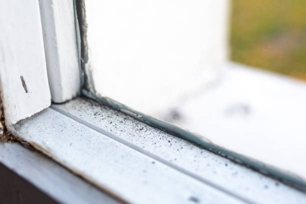 Best Mold Odor Removal Services  in Lakeview, MI
