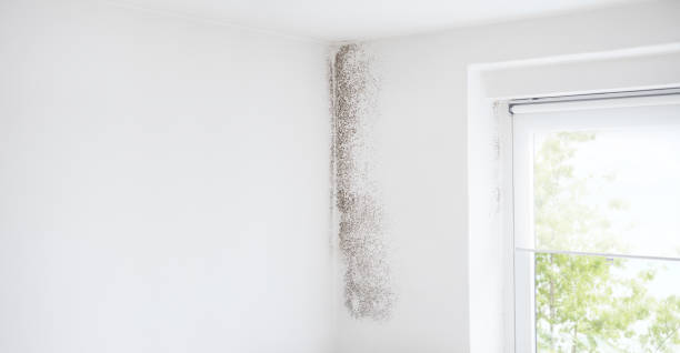 Best Indoor Air Quality Assessment  in Lakeview, MI