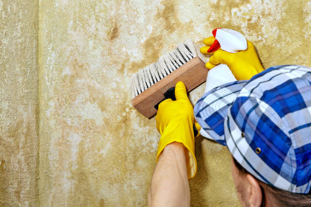 Best Air Quality Testing for Mold Spores  in Lakeview, MI
