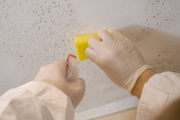 Best Biohazard Mold Removal  in Lakeview, MI